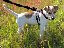 SAMU, Hund, Chihuahua-Mix in Viernheim - Bild 2
