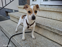 SAMU, Hund, Chihuahua-Mix in Viernheim - Bild 3