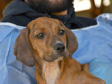 MARTI-MARTIN, Hund, Mischlingshund in Ingelheim