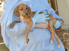 MARTI-MARTIN, Hund, Mischlingshund in Ingelheim - Bild 2