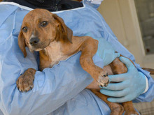 MARTI-MARTIN, Hund, Mischlingshund in Ingelheim - Bild 3
