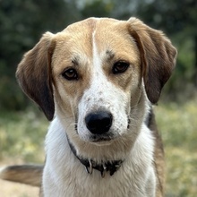 HENNA, Hund, Mischlingshund in Griechenland