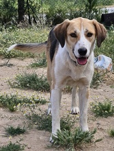 HENNA, Hund, Mischlingshund in Euskirchen - Bild 10