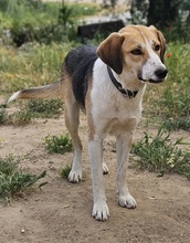 HENNA, Hund, Mischlingshund in Euskirchen - Bild 11
