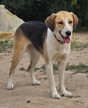 HENNA, Hund, Mischlingshund in Euskirchen - Bild 12