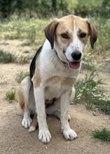 HENNA, Hund, Mischlingshund in Euskirchen - Bild 2