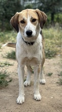 HENNA, Hund, Mischlingshund in Euskirchen - Bild 3