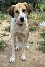 HENNA, Hund, Mischlingshund in Euskirchen - Bild 4