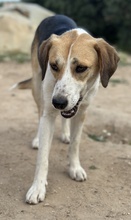 HENNA, Hund, Mischlingshund in Euskirchen - Bild 5
