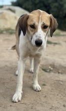 HENNA, Hund, Mischlingshund in Euskirchen - Bild 6