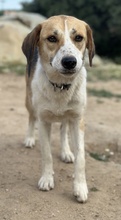 HENNA, Hund, Mischlingshund in Euskirchen - Bild 7