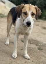 HENNA, Hund, Mischlingshund in Euskirchen - Bild 8