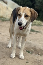 HENNA, Hund, Mischlingshund in Euskirchen - Bild 9