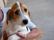 IDO, Hund, Mischlingshund in Wadern