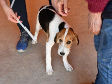 IDO, Hund, Mischlingshund in Wadern - Bild 2