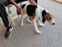 IDO, Hund, Mischlingshund in Wadern - Bild 3