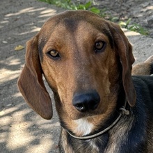DANU, Hund, Mischlingshund in Griechenland