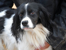 NEK, Hund, Epagneul Breton in Maikammer
