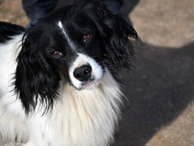 NEK, Hund, Epagneul Breton in Maikammer - Bild 3