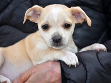 SALLY, Hund, Chihuahua-Mix in Leichlingen