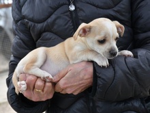 SALLY, Hund, Chihuahua-Mix in Leichlingen - Bild 2