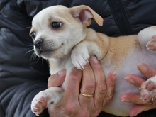 SALLY, Hund, Chihuahua-Mix in Leichlingen - Bild 3