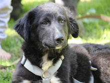 GANGE, Hund, Mischlingshund in Lindlar