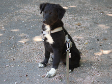 GANGE, Hund, Mischlingshund in Lindlar - Bild 2