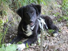 GANGE, Hund, Mischlingshund in Lindlar - Bild 3
