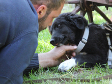 GANGE, Hund, Mischlingshund in Lindlar - Bild 4