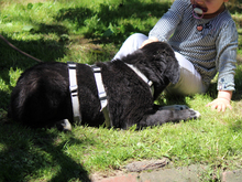 GANGE, Hund, Mischlingshund in Lindlar - Bild 5