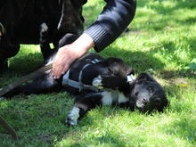 GANGE, Hund, Mischlingshund in Lindlar - Bild 6