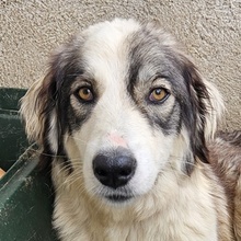 WANIKA, Hund, Mischlingshund in Griechenland