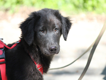 GIDEON, Hund, Mischlingshund in Lindlar
