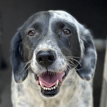 ORLA, Hund, Mischlingshund in Griechenland