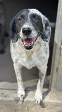 ORLA, Hund, Mischlingshund in Griechenland - Bild 2
