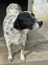 ORLA, Hund, Mischlingshund in Griechenland - Bild 3