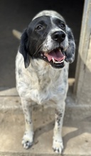 ORLA, Hund, Mischlingshund in Griechenland - Bild 4