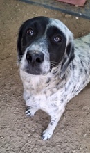 ORLA, Hund, Mischlingshund in Griechenland - Bild 5