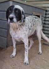 ORLA, Hund, Mischlingshund in Griechenland - Bild 6