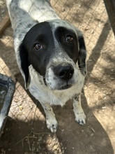 ORLA, Hund, Mischlingshund in Griechenland - Bild 8