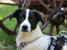 GINGER, Hund, Mischlingshund in Lindlar