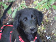 GINKO, Hund, Mischlingshund in Lindlar