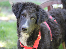 GORDON, Hund, Mischlingshund in Lindlar