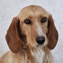 DORRO, Hund, Mischlingshund in Griechenland