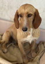 DORRO, Hund, Mischlingshund in Griechenland - Bild 2