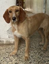 DORRO, Hund, Mischlingshund in Griechenland - Bild 3