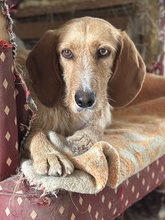 DORRO, Hund, Mischlingshund in Griechenland - Bild 4