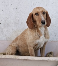 DORRO, Hund, Mischlingshund in Griechenland - Bild 5