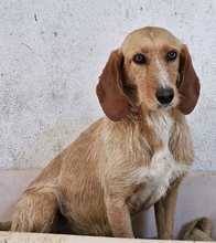 DORRO, Hund, Mischlingshund in Griechenland - Bild 6